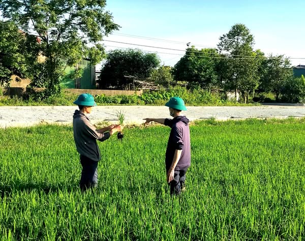PHƯỜNG HÀ HUY TẬP TĂNG CƯỜNG KIỂM TRA, CHỈ ĐẠO PHÒNG TRỪ SÂU BỆNH HẠI TRÊN LÚA HÈ THU