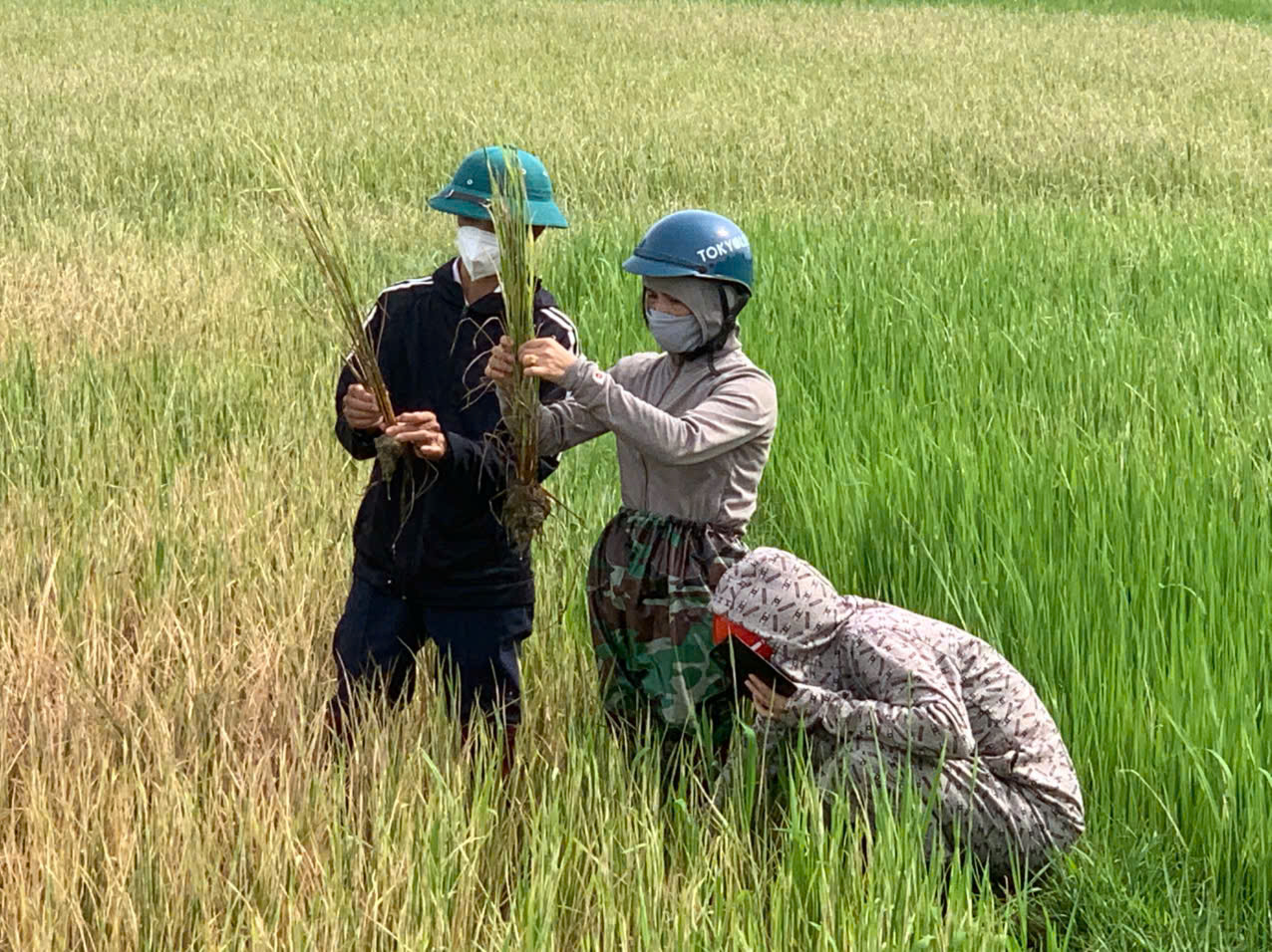 Tăng cường kiểm tra, phòng ngừa sâu bệnh hại lúa vụ Hè thu trên địa bàn phường Hà Huy Tập