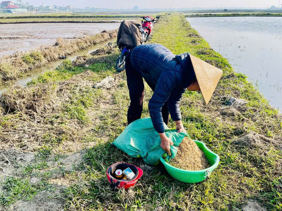 NÔNG DÂN PHƯỜNG HÀ HUY TẬP TÍCH CỰC  XUỐNG GIỐNG LÚA VỤ XUÂN 2026