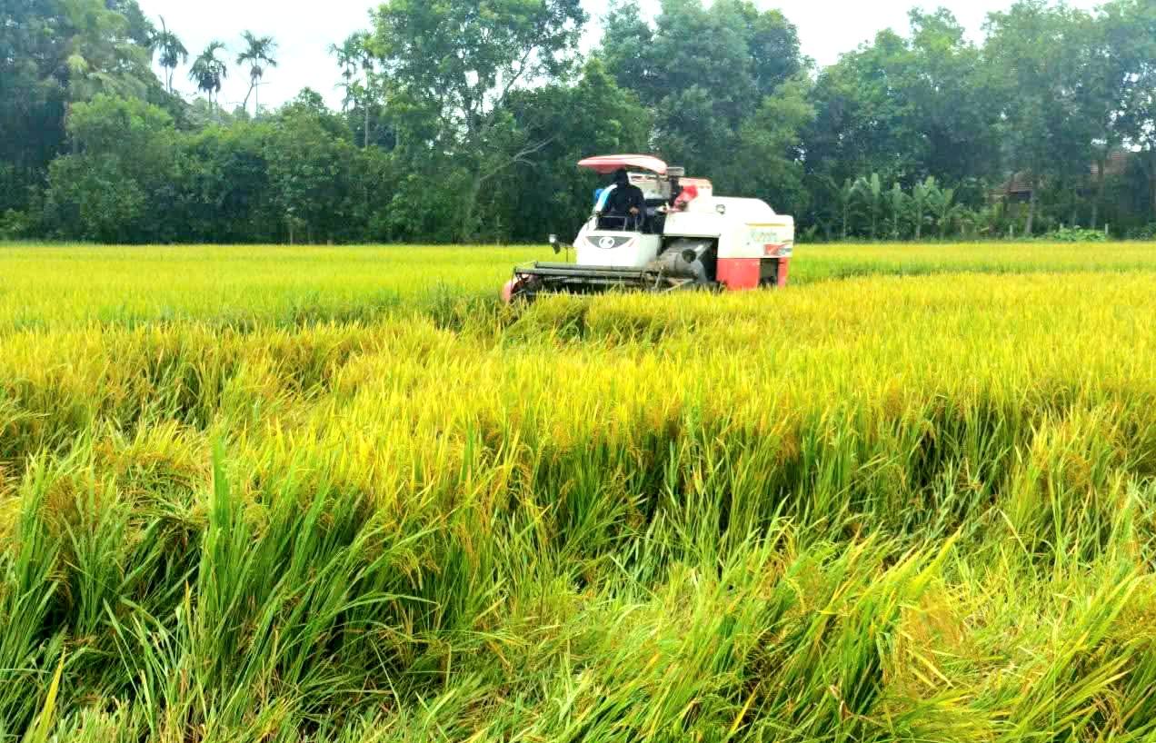 PHƯỜNG HÀ HUY TẬP: GẤP RÚT THU HOẠCH LÚA HÈ THU "CHẠY ĐUA" VỚI BÃO SỐ 5