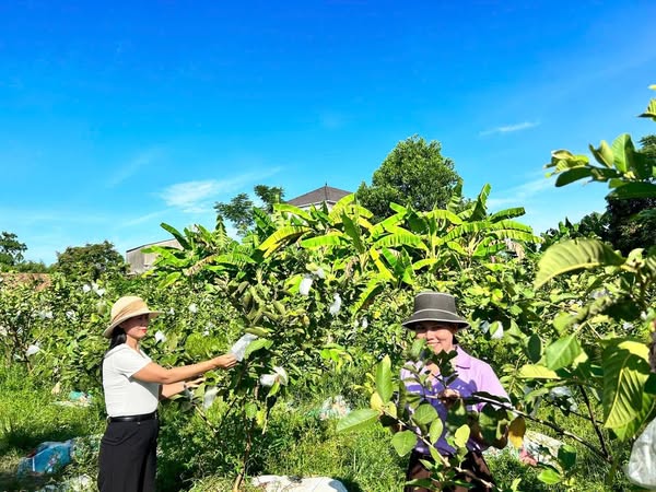 HỘI NÔNG DÂN PHƯỜNG HÀ HUY TẬP: ĐẨY MẠNH CÁC PHONG TRÀO THI ĐUA CHÀO MỪNG ĐẠI HỘI ĐẢNG BỘ PHƯỜNG NHIỆM KỲ 2025–2030
