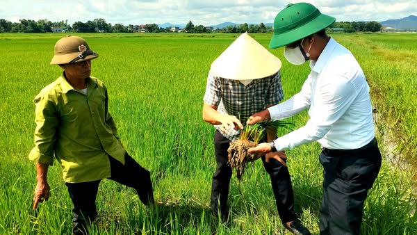 LÃNH ĐẠO PHƯỜNG HÀ HUY TẬP KIỂM TRA TÌNH HÌNH SÂU BỆNH HẠI LÚA TẠI CÁC XỨ ĐỒNG THÔN TRUNG THÀNH VÀ VĂN MINH
