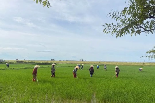 Các chi hội Nông dân phường Hà Huy Tập tích cực ra quân chăm sóc lúa hè thu gây quỹ Hội