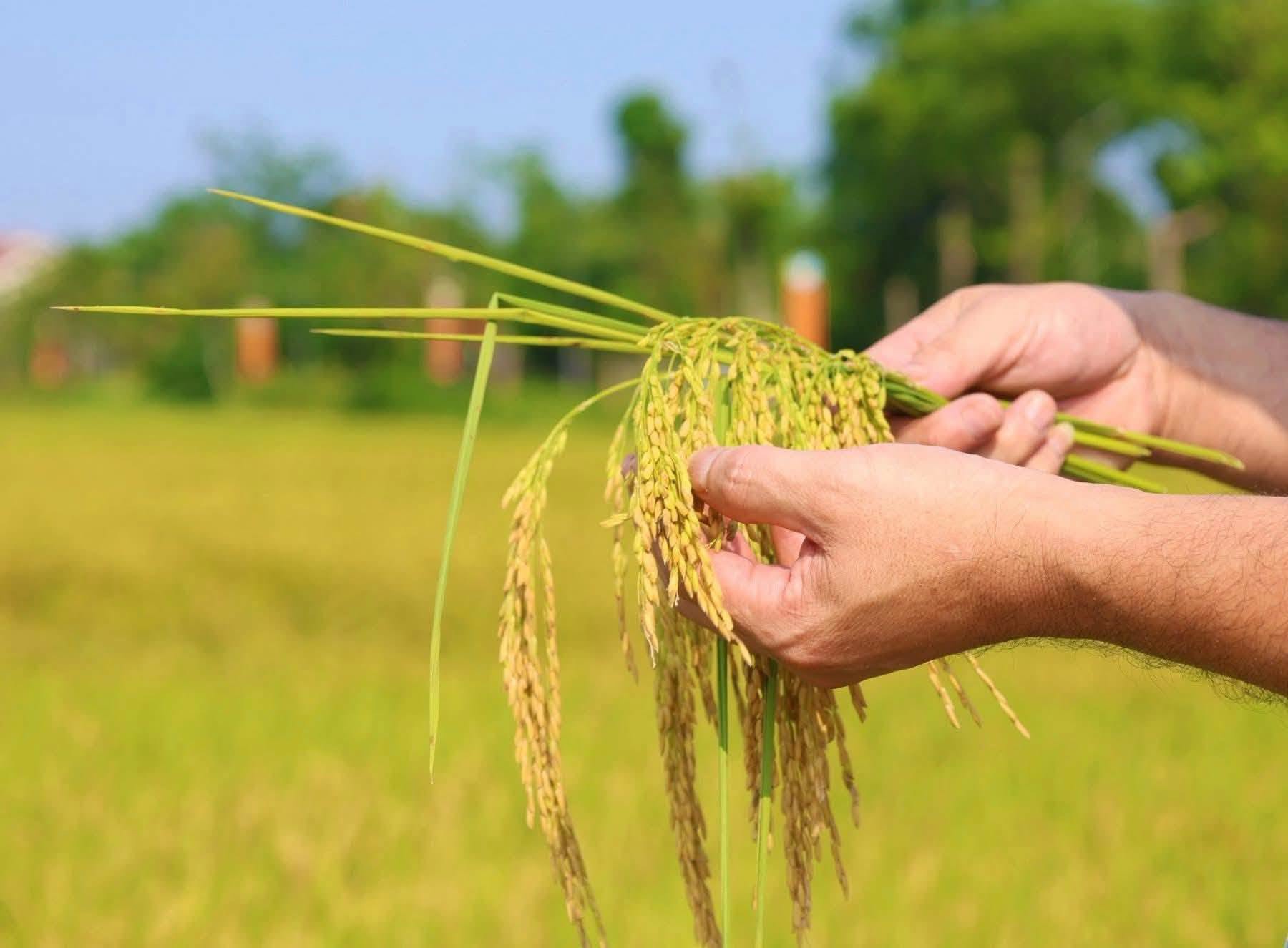 Kết quả phát triển kinh tế - xã hội, quốc phòng - an ninh 6 tháng đầu năm và chỉ tiêu, giải pháp 6 tháng cuối năm 2026 của phường Hà Huy Tập