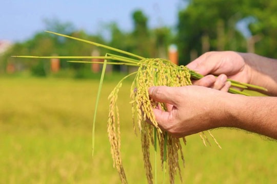 Kết quả phát triển kinh tế - xã hội, quốc phòng - an ninh 6 tháng đầu năm và chỉ tiêu, giải pháp 6 tháng cuối năm 2026 của phường Hà Huy Tập