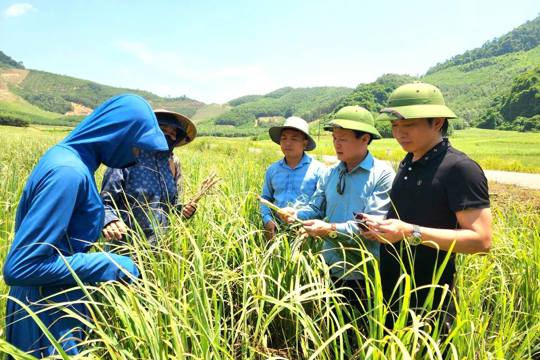 Phường Hà Huy Tập tổ chức tham quan mô hình trồng sả, định hướng phát triển vùng sản xuất nguyên liệu tại địa phương