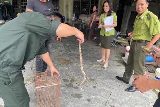 Người dân phường Hà Huy Tập tự nguyện giao nộp một cá thể trăn quý hiếm